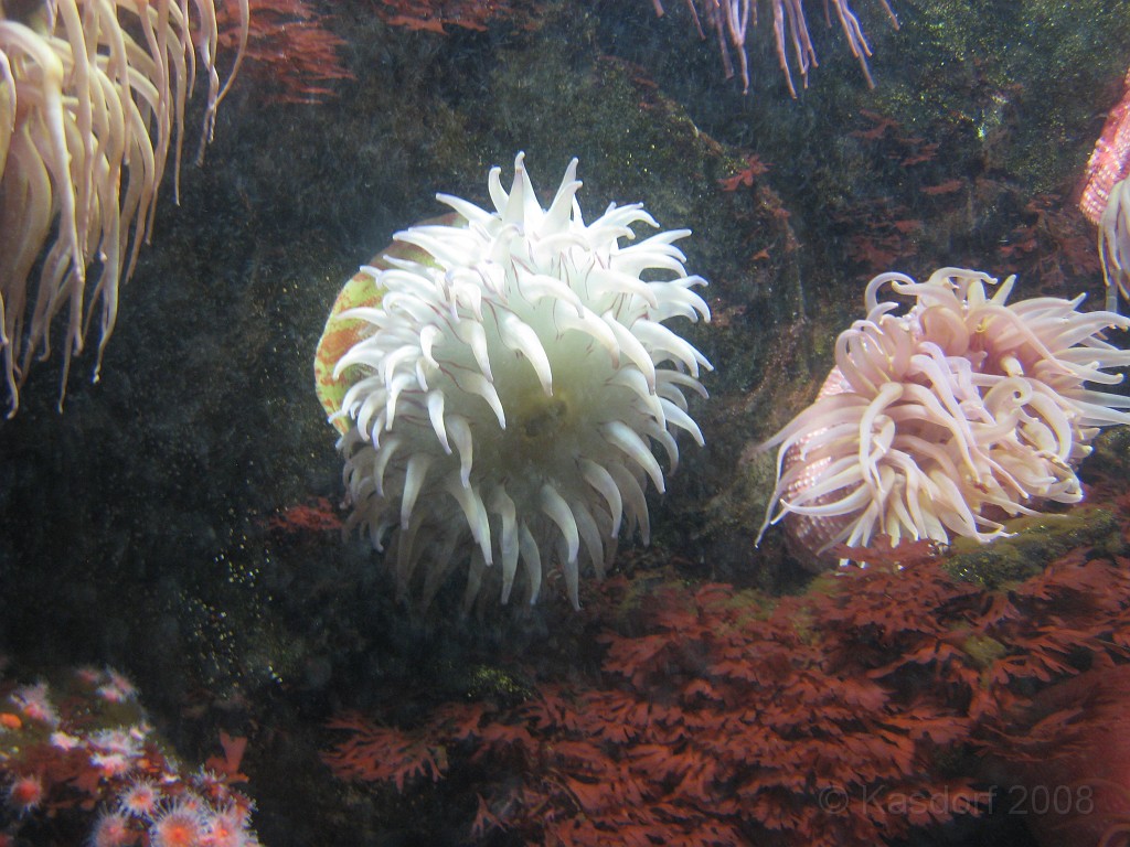 Baltimore MD 2009 1590.jpg - A 4th of July trip to Washington DC in 2009 included a stop in Baltimore MD to see the National Aquarium.